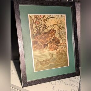 Vintage Framed Frog Art Print with Green Mat  8 X 10 Recycled 1898 Book Print